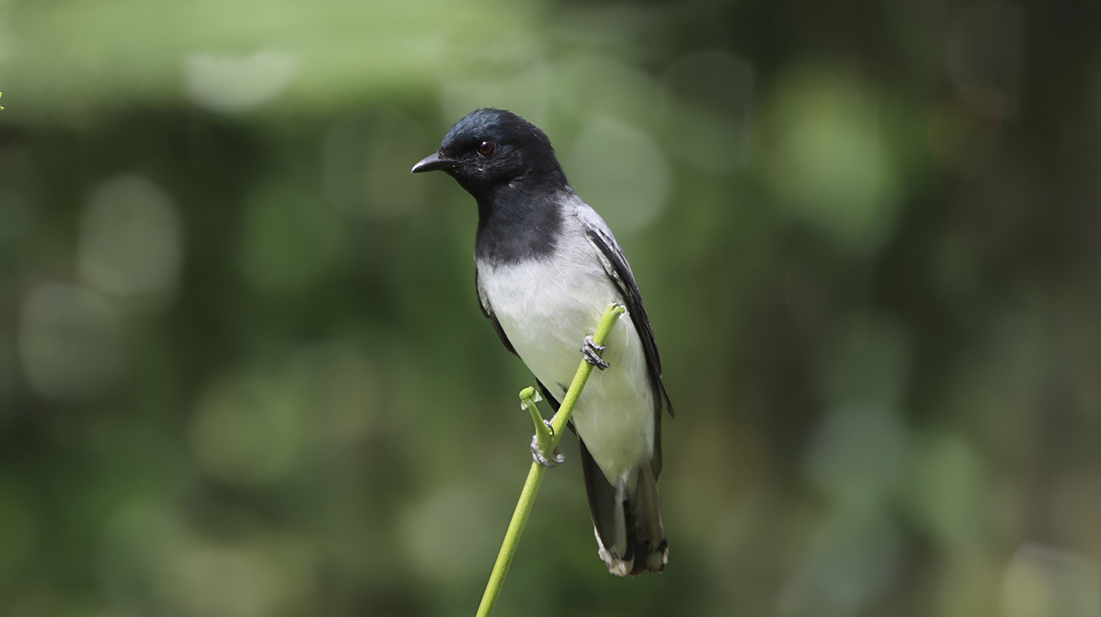 Black-headed Cuckooshrike